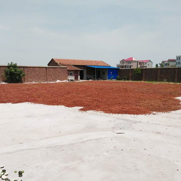 江西小红山枝子