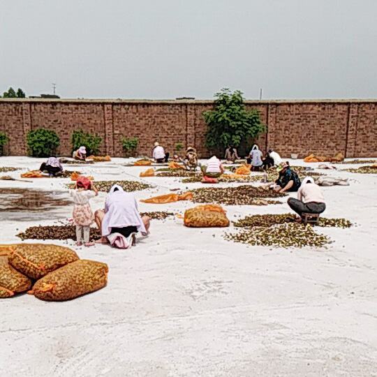 江西小红山枝子