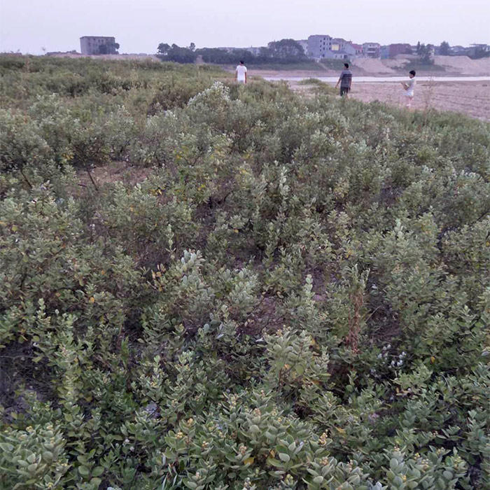 蔓荆籽种植基地